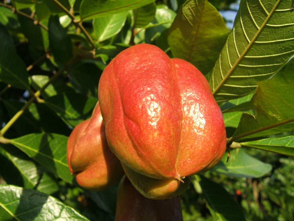 Ackee_Blighia Sapida