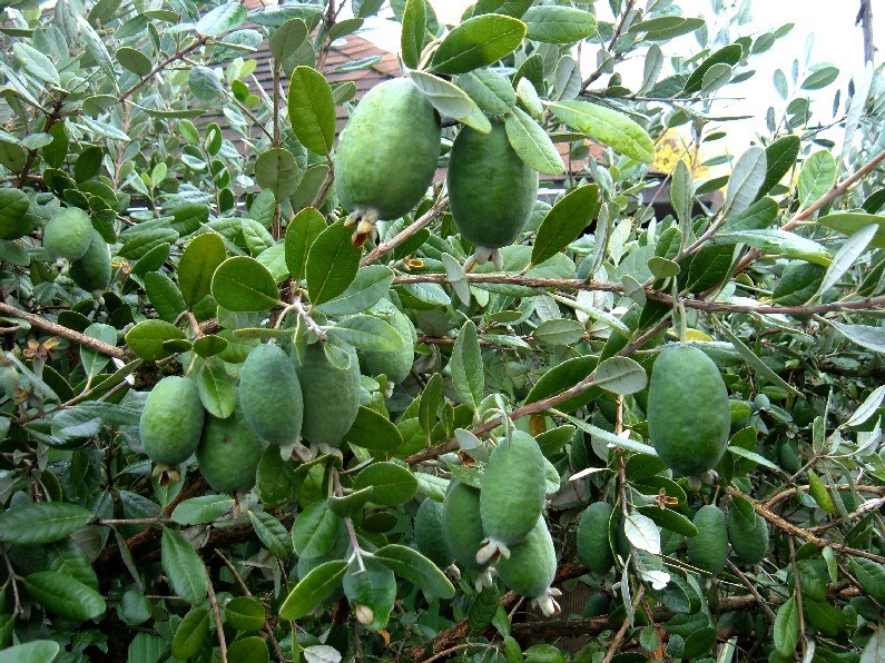 Feijoa Goyave-Ananas