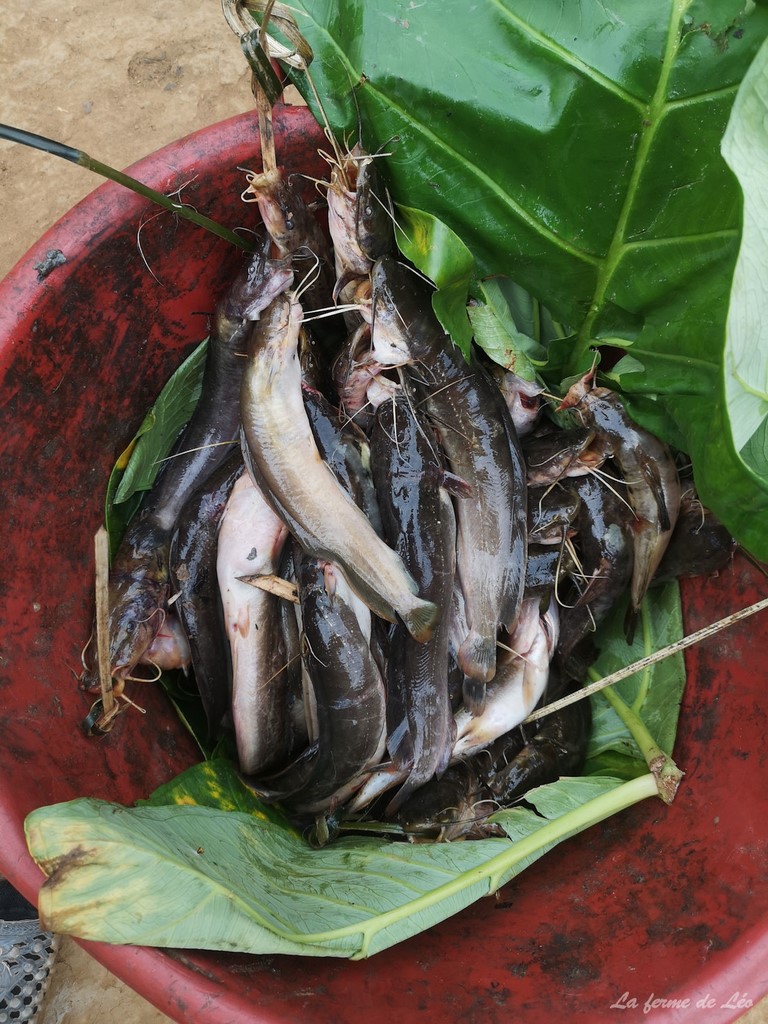 La ferme de Léo 2022, mission humanitaire, Nkolnyama Cameroun, La ferme de Léo, sillures So'o,