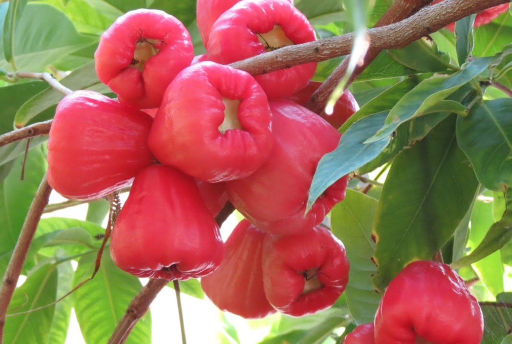 Jambosier_rouge