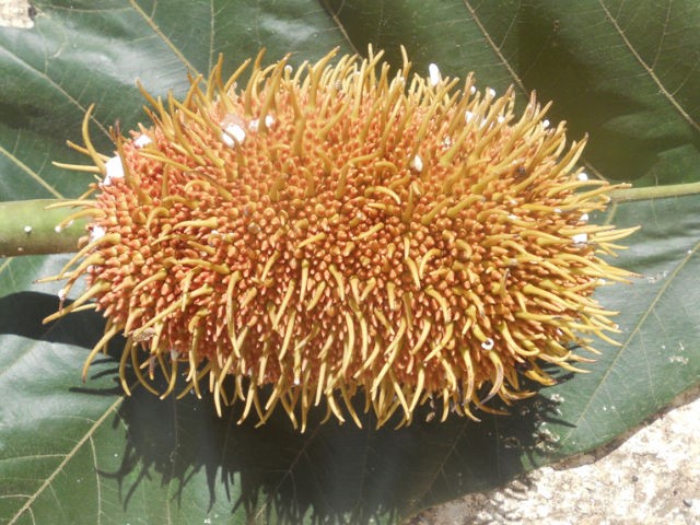 Artocarpus Sericicarpus, pedalai,
