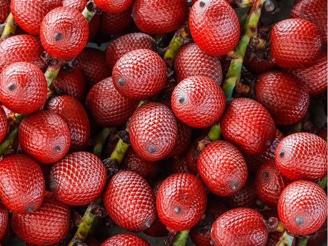 Buriti, Mauritia flexuosa, palmier moriche , ite palm, ita , buriti , muriti , canangucho ou aguaje,