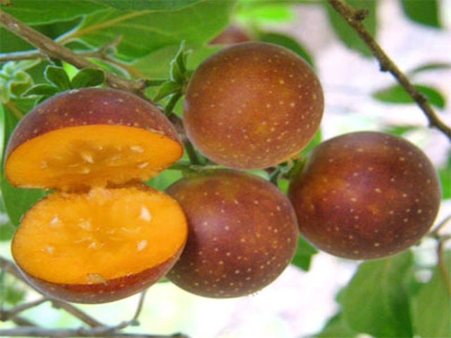 Dovyalis Hebecarpa,