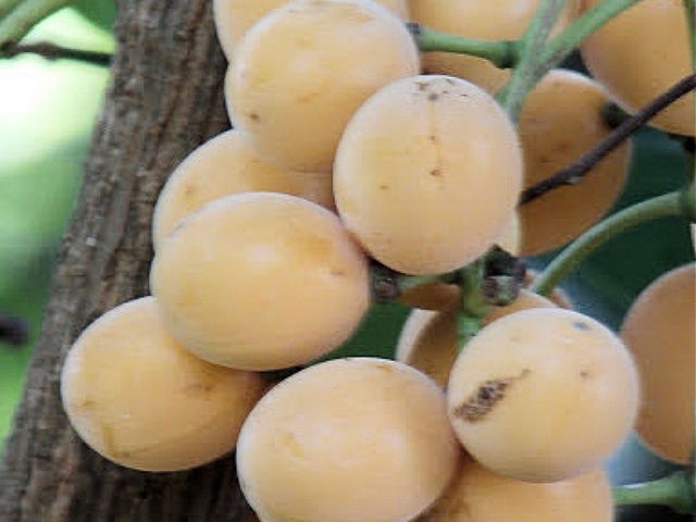 Fibraurea Tinctoria,