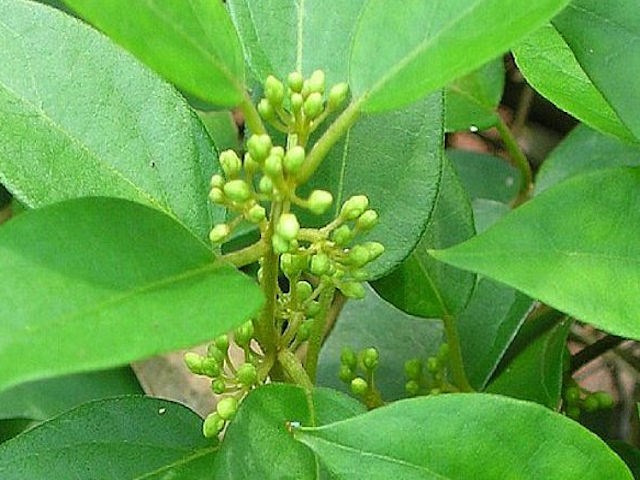 Gymnema Sylvestre, Periploca sylvestris Retz, Marsdenia sylvestris,Periploca of the woods, ram’s horn, miracle fruit, 