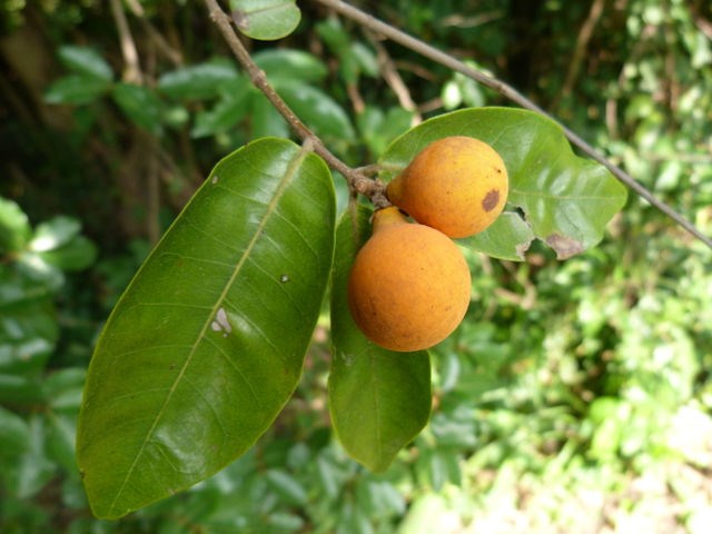 Landolphia Flavidiflora,