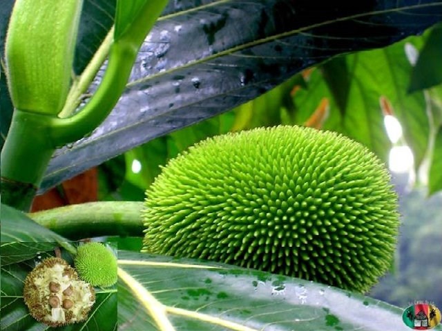Artocarpus_Altilis-Rimier