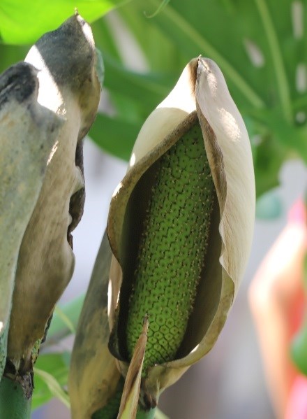 Monstera_delicieux