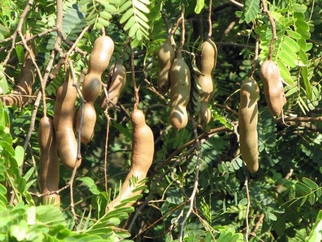 Tamarindus Indica,