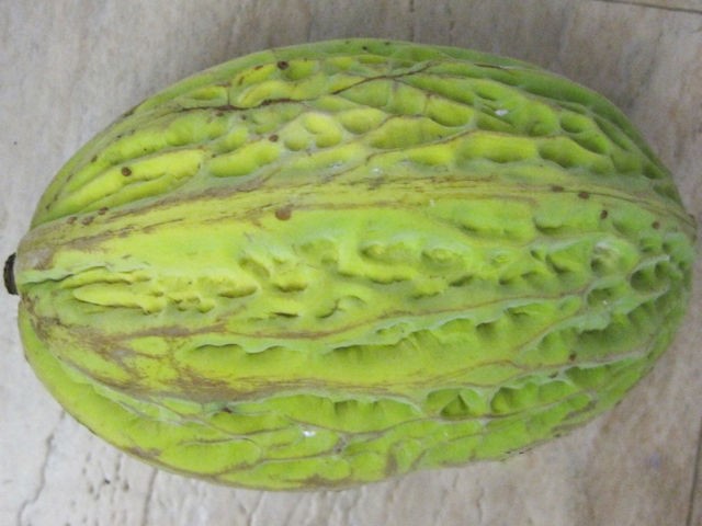 Theobroma-Bicolor, arbre mocambo , jaguar , balamte , pataxte