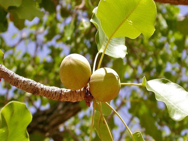 Vitellaria Paradoxa, Bassia parkii G. Don, Butyrospermum paradoxum, Butyrospermum parkii, oum kouroum, sap, kekombichop, Kanouri, kadanya, tosso, kelé, soro, kire,