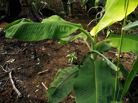 Champs Plantain, La ferme de Léo Cameroun,Nkoumadzap,