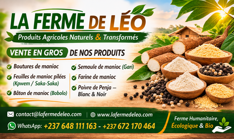 Vente en gros de Manioc frais et transformé, bouture, farine, bobolo,manioc frais, pkem, gari, semoule, baton de manioc, Champs manioc, rendement, Association et Coopérative La ferme de Léo, Champs de Manioc,Cameroun, Gic Manioc Nkoumadzap,