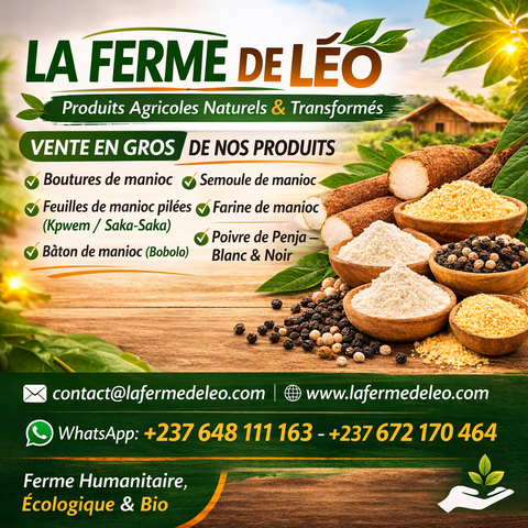 Recherche partenaires, Manioc, La ferme de Léo-Cameroun,Nkoumadzap,