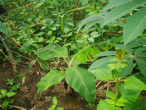 Création Gic Plantain, La ferme de Léo Cameroun,Nkoumadzap,