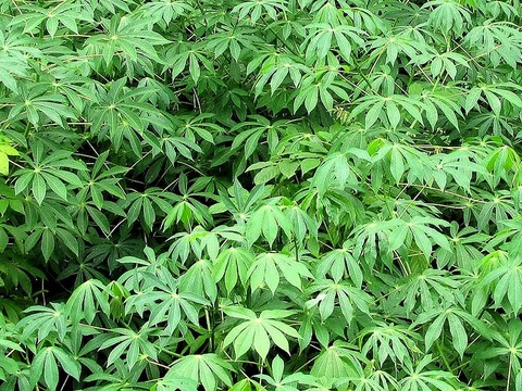 Création Gic Manioc, La ferme de Léo Cameroun,Nkoumadzap,