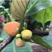Artocarpus_lakoocha