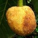 Artocarpus_Sarawakensis