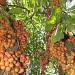 Baccaurea Macrocarpa,