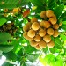 Choerospondias_axillaris