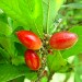 Miracle Fruit