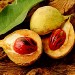 Myristica Fragrans