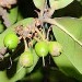 Palaquium Gutta,