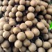 Stelechocarpus_Burahol