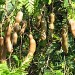 Tamarindus Indica,