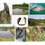 La ferme de Léo, projet de pisciculture