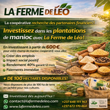 Recherche partenaires, Manioc, La ferme de Léo-Cameroun,Nkoumadzap,