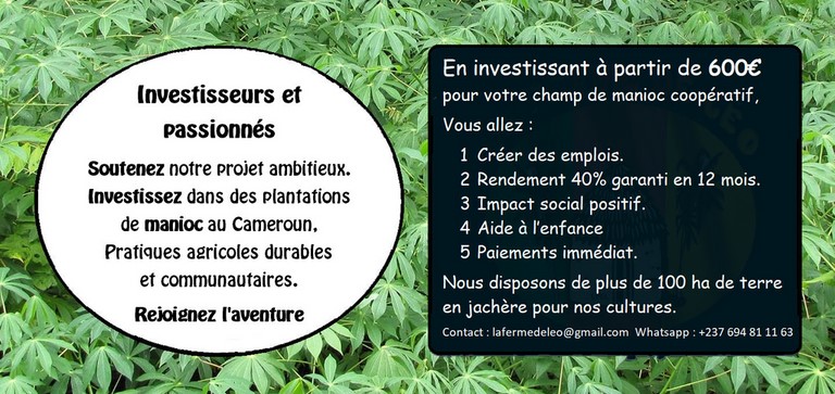 Recherche Investisseurs, Partenaires pour Plantations de Manioc frais et transformé, bouture, farine, bobolo,manioc frais, pkem, gari, semoule, baton de manioc, Champs manioc, rendement, Association et Coopérative La ferme de Léo, Cameroun, Nkoumadzap,