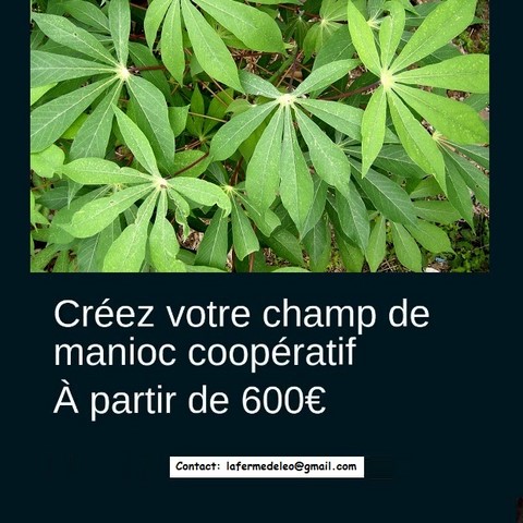 Recherche Investisseurs, Partenaires pour Plantations de Manioc frais et transformé, bouture, farine, bobolo,manioc frais, pkem, gari, semoule, baton de manioc, Champs manioc, rendement, Association et Coopérative La ferme de Léo, Cameroun, Nkoumadzap,