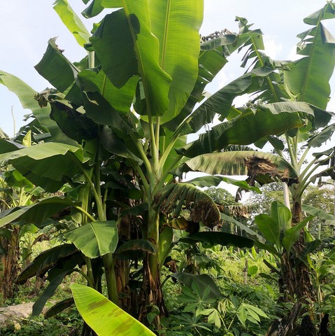 Recherche partenaires, Manioc, La ferme de Léo-Cameroun,Nkoumadzap,