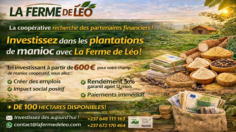 La coopérative La Ferme de Léo recherche des partenaires financiers Pour développer des plantations de manioc au Cameroun, Investir, Afrique,