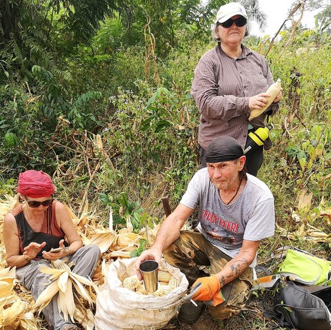Recherche partenaires, Mais, La ferme de Léo-Cameroun,Nkoumadzap,