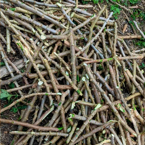 Vente en gros de Boutures de Manioc , Champs  de manioc, rendement, Association et Coopérative La ferme de Léo, Champs de Manioc,Cameroun, Gic Manioc Nkoumadzap, et transformé, farine, bobolo,manioc frais, pkem, gari, semoule, baton de manioc,