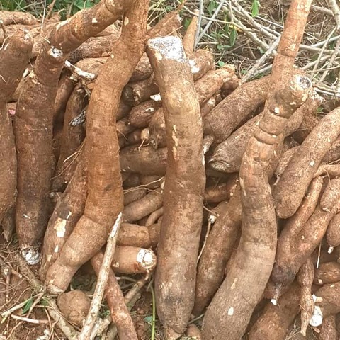 Vente en gros de Manioc frais et transformé, bouture, farine, bobolo,manioc frais, pkem, gari, semoule, baton de manioc, Champs manioc, rendement, Association et Coopérative La ferme de Léo, Champs de Manioc,Cameroun, Gic Manioc Nkoumadzap,