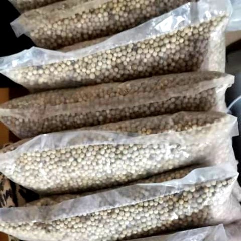 Vente en gros de Manioc frais et transformé, bouture, farine, bobolo,manioc frais, pkem, gari, semoule, baton de manioc, Champs manioc, rendement, Association et Coopérative La ferme de Léo, Champs de Manioc,Cameroun, Gic Manioc Nkoumadzap,