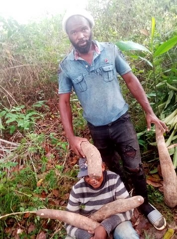 Recherche partenaires, Manioc, La ferme de Léo-Cameroun,Nkoumadzap,
