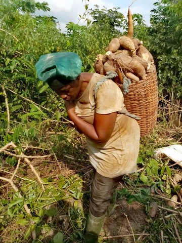 champs  Manioc, La ferme de Léo-Cameroun,Nkoumadzap,