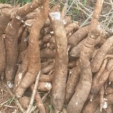 Vente en gros de Manioc  frais et transformé, bouture, farine, bobolo,manioc frais, pkem, gari, semoule, baton de manioc, Champs manioc, rendement, Association et Coopérative La ferme de Léo, Champs de Manioc,Cameroun, Gic Manioc Nkoumadzap,